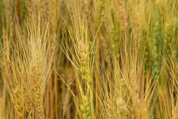 Close up of ripening wheat crop in Western North Dakota.  Using selective focus.