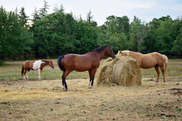 Obraz na płótnie Canvas Horses grazing in a field. Horse farm