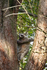 The raccoon climbed a tree and holds on to a branch.