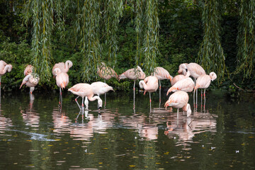 Pink flamingos on the shore of the pond against the background of hanging willow branches © rozaivn