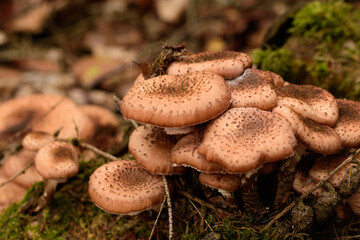 Der Hallimasch, Armillaria oder Honigpilz, zählt den bekanntesten Baumpilzen und gehört nicht nur in Deutschland zu den am meist gesammelten Pilzen.