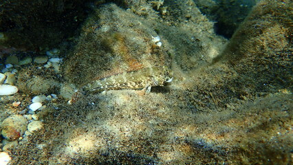 Giant goby (Gobius cobitis) undersea, Aegean Sea, Greece, Halkidiki