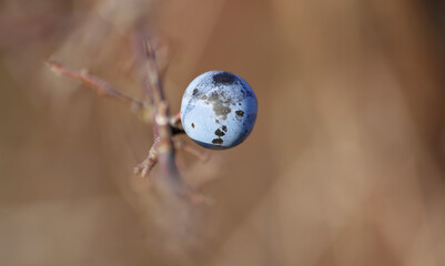 Fioletowy owoc na brązowym tle jesienią.