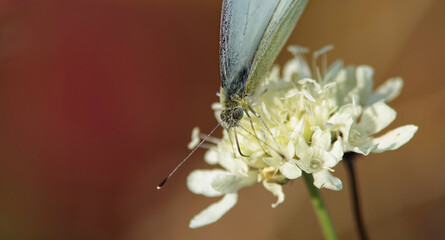 Biały motyl siedzący na kwiecie, tło jesienne brązowe.
