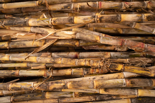 Zuckerrohr in Barbados