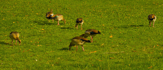 Egyptian geese graze on green grass