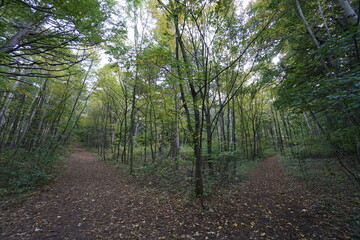 Wonderful and idyllic hiking trail in the forest near moedling. 