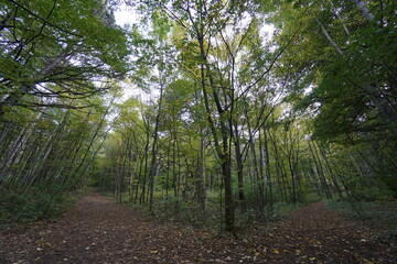 Wonderful day and place for hiking: Beautiful forest in austria. Holiday and sport concept