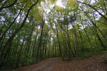 Wonderful and idyllic hiking trail in the forest near moedling. Town and forest are located near vienna. holiday concept.