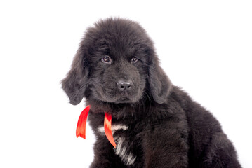 12 week old Newfoundland puppy sitting on white background for copy