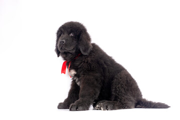 12 week old Newfoundland puppy sitting on white background for copy