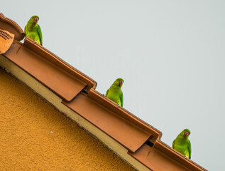 Three green sitting parrots on a rooftop