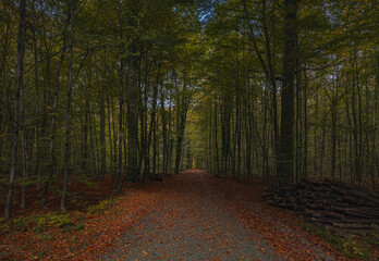 Fototapeta premium Forest trees with sidewalk of fallen leaves in the Autumn