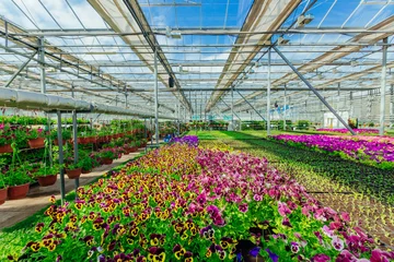 Stoff pro Meter Blooming multi-colored pansies grown in modern greenhouse, selective focus © Mulderphoto