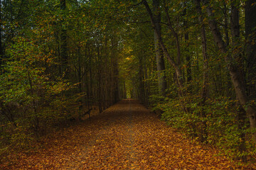 Forest trees with sidewalk of fallen leaves in the Autumn