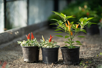 Three pots miniature paprika peppers on bushes of various sizes growing from plastic pots on ground. Fresh vegetables with spicy taste are grown in greenhouse for further sale in organic supermarkets