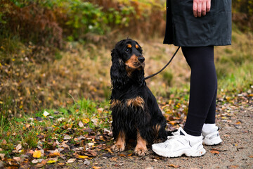 dog in the park