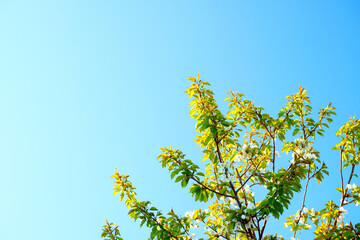 光射すリンゴの花と快晴の空