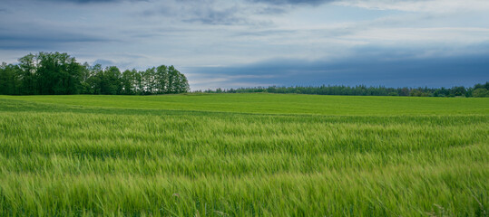 landscape with green grass and sky