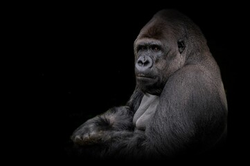 Close-up shot of a gorilla in the dark background