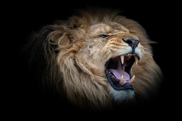 Close-up shot of a roaring lion in the dark background
