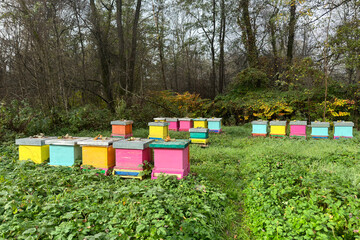 Rows of bee hives in different colors standing on a meadownnear the forest  in autumn