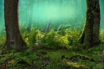 Sunny forest landscape framed by two mossy trees. Light blue  haze, ferns, wild flowers