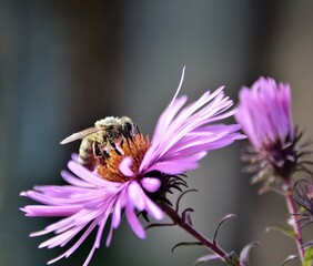 bee on pink flower