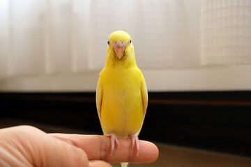 人の指と食後のセキセイインコの雛