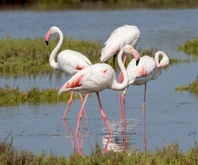 
Aves en las marismas y humedales