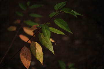 Branches with colourful autumn leaves on dark background with copy space. Selective focus.