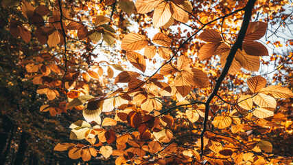 Jesienny widok przez liście