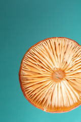 Macro of inner surface of a wild mushroom. Abstract macro background.