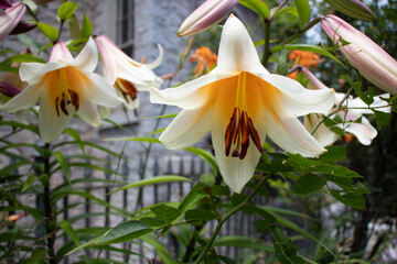pretty pale yellow lilies - Powered by Adobe