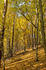 Fototapeta premium Autumn forest road leaves fall in ground landscape on autumnal background in November 