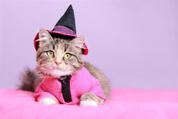 Funny Cat dressed in a pink hat and witch costume. Halloween party scary Kitten. Halloween concept. Cat sitting on a pink background close up. Halloween Kitten. Clothes for pets