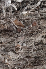 Texture of living plants. Palm tree trunk and its surface. Close-up shot. Background.