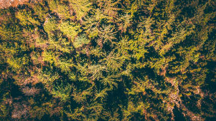 Forest Birds Eye View