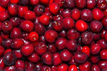 Heap of ripe red sweet cherries, close-up. Cherry background.