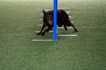 The dog breed faces the hurdle of slalom in dog agility competition.
