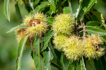 Close up of sweet chestnuts (castanea sativa) on a chestnut tree