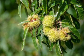 Close up of sweet chestnuts (castanea sativa) on a chestnut tree