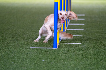 Dog breed faces the hurdle of slalom in dog agility competition. Agility between yellow and azul...