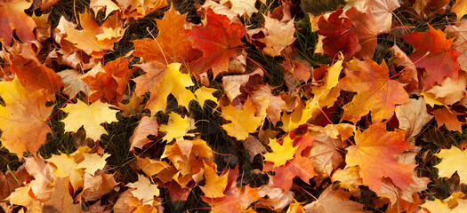 Naklejka na ściany i meble Red and orange autumn leaves background. Outdoors. Colorful background image of fallen autumn maple leaves.