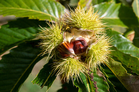 Close up of sweet chestnuts (castanea sativa) on a chestnut tree