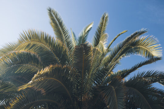 Green palm leaves against blue sky, Palm trees on the tropical coast of Valencia Spain