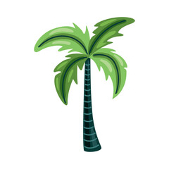 tree palm tropical plant