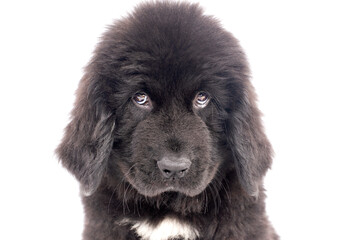 Fototapeta premium Portrait cute black Newfoundland dog puppy on a white background