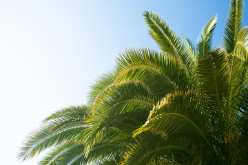 Palm trees against blue sky, Palm trees at tropical coast, coconut tree, summer tree. Valencia, Spain 