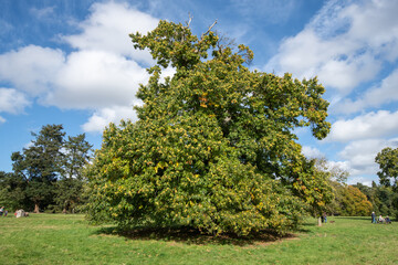 Sweet chestnut (castanea sativa) tree laden with chestnuts